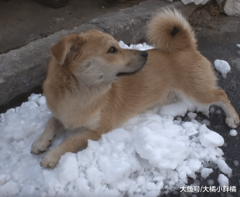 流浪狗每日“工作”换取食物，喜欢对人微笑，因此收获幸福的生活