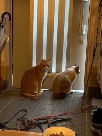 真患难见真情！台风侵袭之日，自家胖橘猫竟带好朋友回家避难……