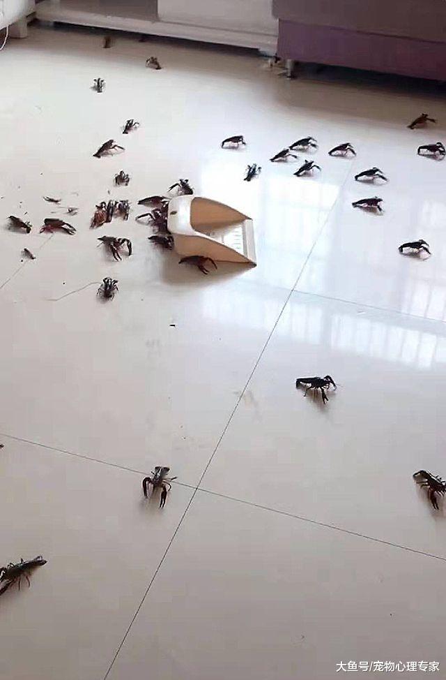 女子买了小龙虾，上个厕所的功夫，出来一看不知该打还是该笑