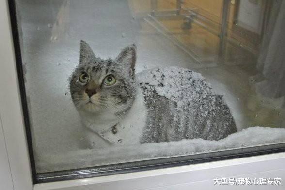 小区业主纷纷动手, 给流浪猫搭了个“豪华”猫窝, 虽丑却温暖
