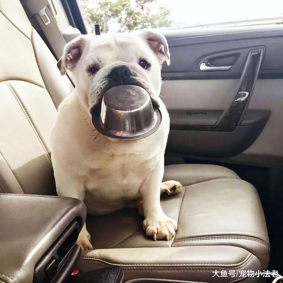 狗狗时刻叼着“铁饭碗”，连上厕所也一样，还喜欢在别狗面前炫耀