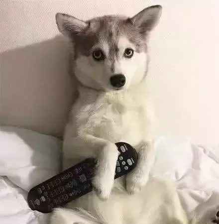 哈士奇和博美生下的孩子，長大后竟變成這樣子，太奇特了