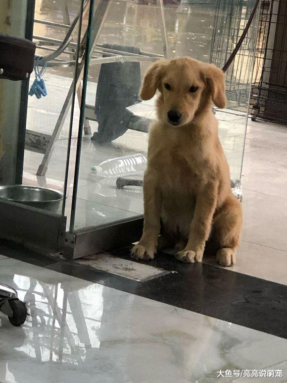 金毛找网友要中秋节礼物，结果被臭骂一顿，还得被罚站