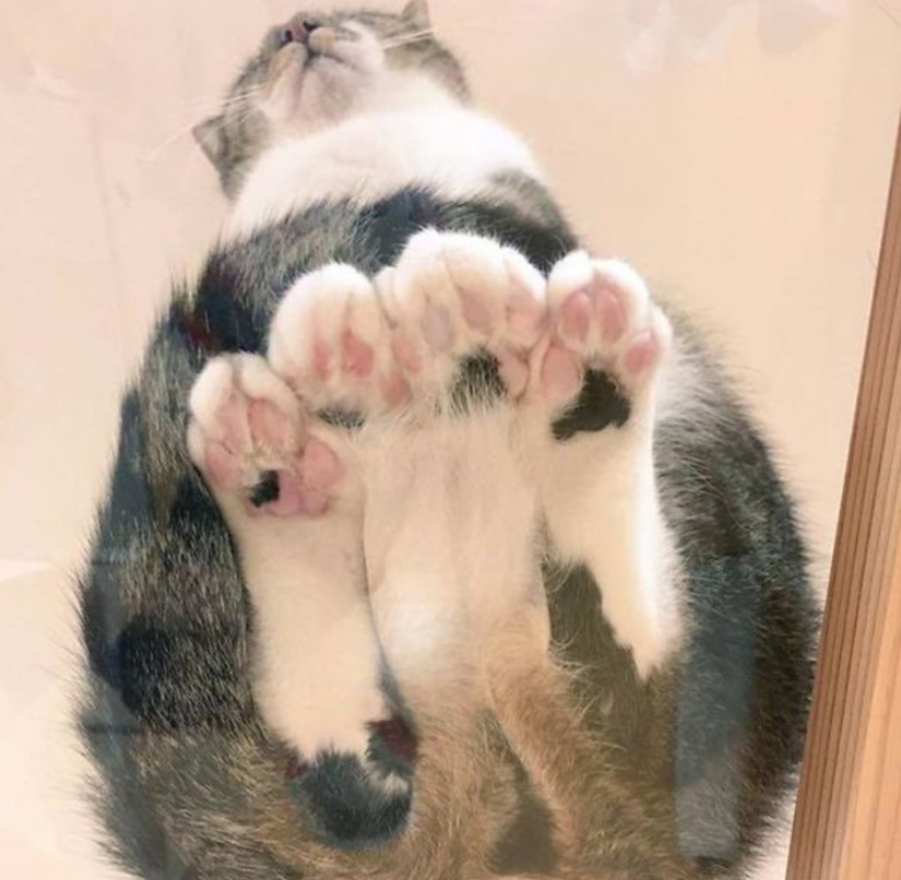 “别惹我，我挺凶哒！我的喵脸就能压扁你！”10张猫咪趣图真搞笑