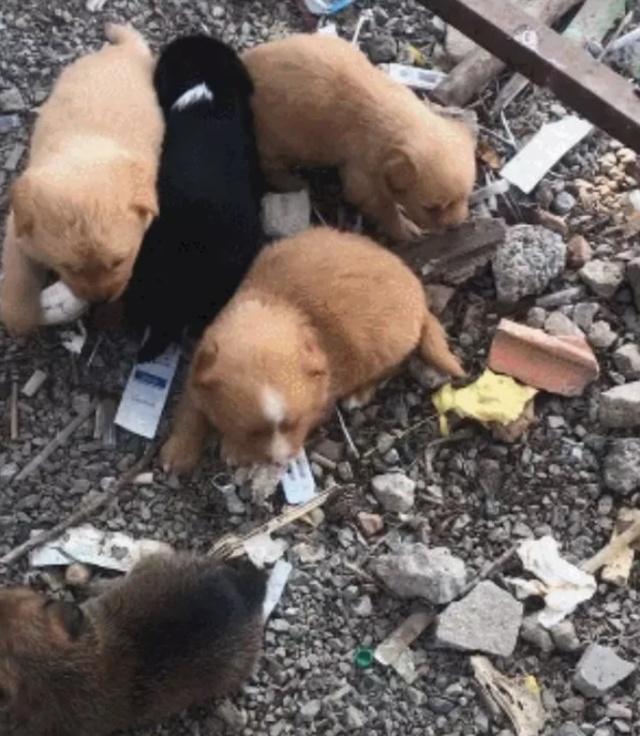 小狗刚出生就变成流浪狗, 路过的村民发现它们时已经饥肠辘辘了