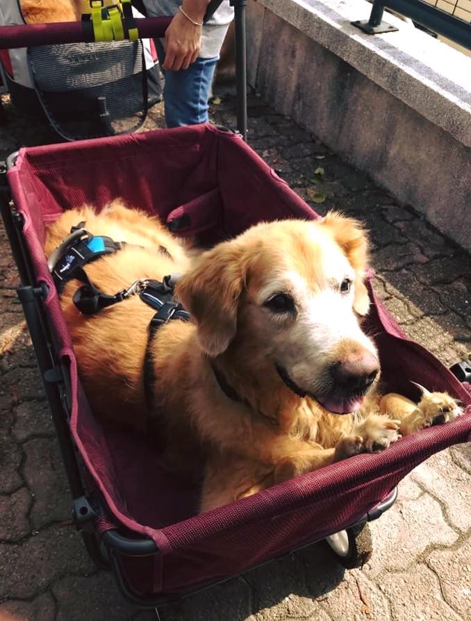 老金毛患淋巴癌，兽医告知还剩一个月，妈妈研读600页英文书救命