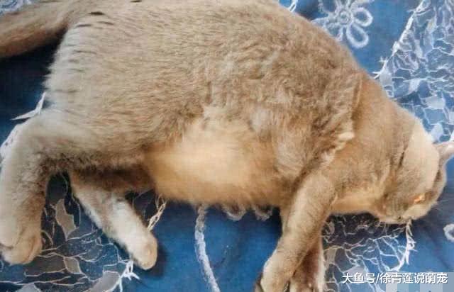 猫咪怀孕三个月不生，急忙送去医院，医生一句话宠主瞬间脸在发烧