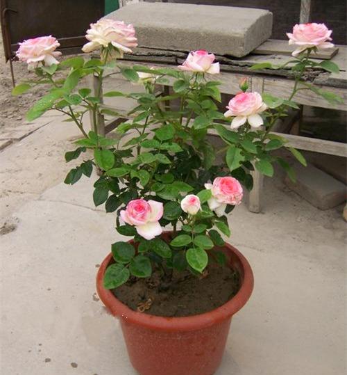 藤本月季有“脾气”，顺着它，才能开花多，开花翻倍！