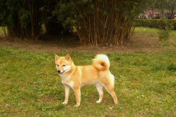 如果柴犬出现畸形腿，主人应该注意哪些方面