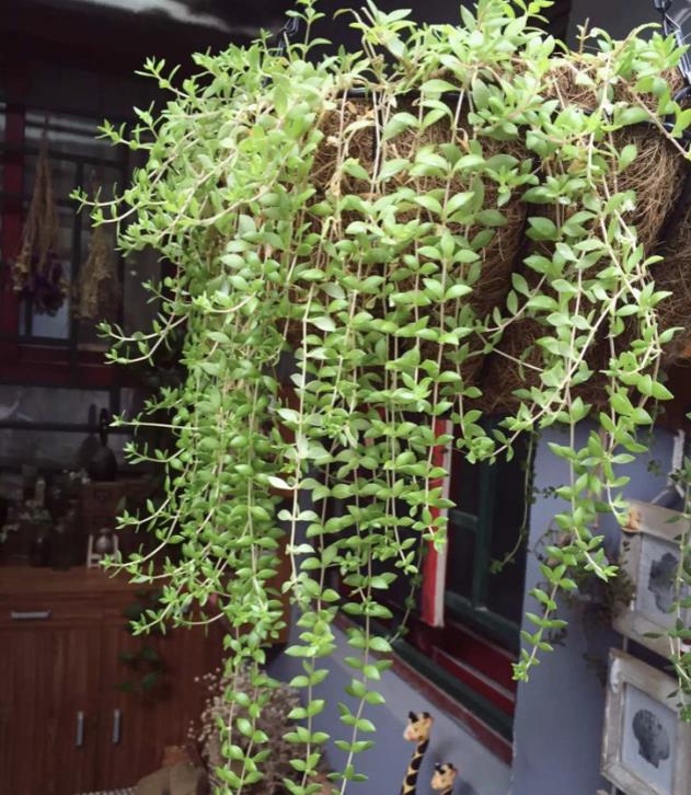 为女儿，她把旧平房爆改成“花园小屋”！退租时房东舍不得！