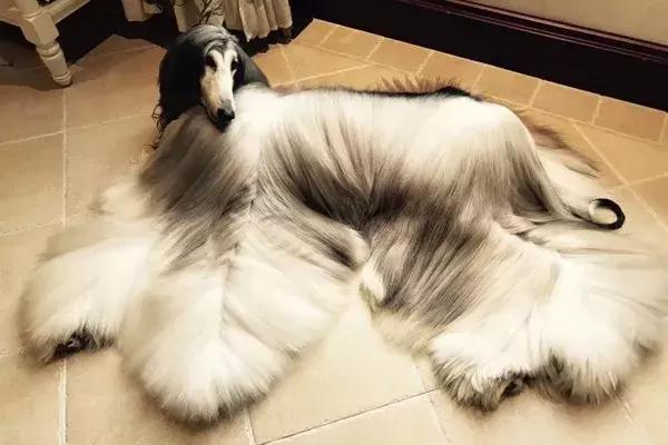 這么拉風的阿富汗獵犬，就該被禁養