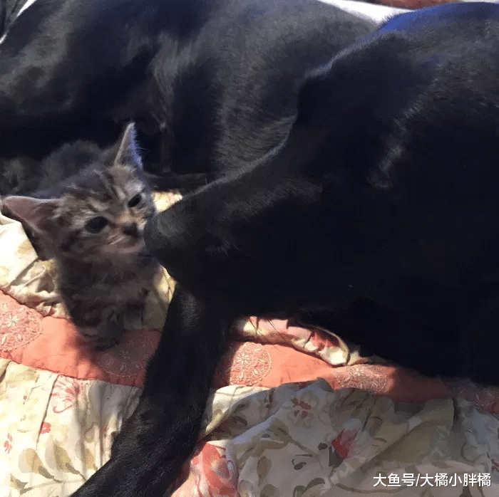 小猫身患重病，为了活下去一直斗争，现在永远是2个月大的身材