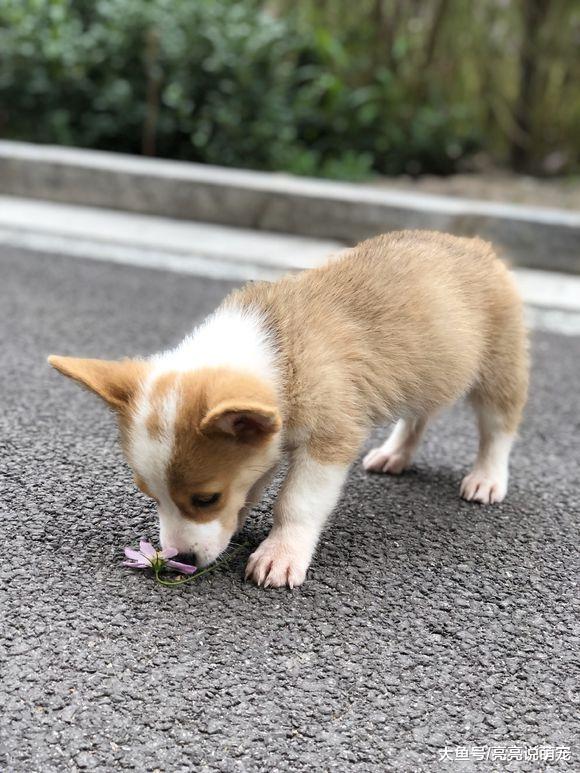 柯基在家要穿衣服才行，出去玩可以不穿，得知原因后才明白