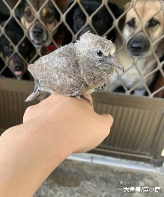 狗狗见到小鸟超兴奋，两眼发光还不停舔嘴，鸟：好可怕好吓人