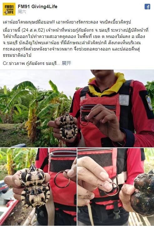 泰国现罕见“8”字型乌龟，究其原因令人十分痛心……