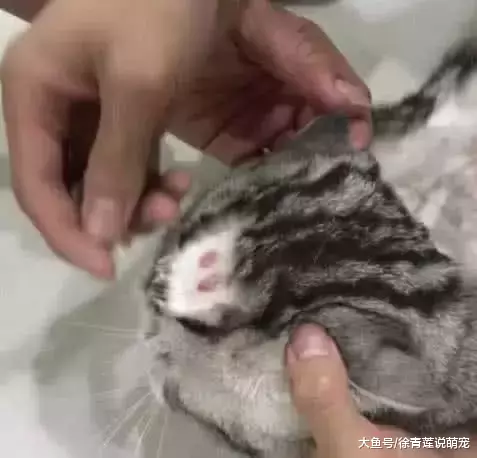 猫咪得了皮肤病，被按住强行剃头，看到露出的东西网友笑喷！