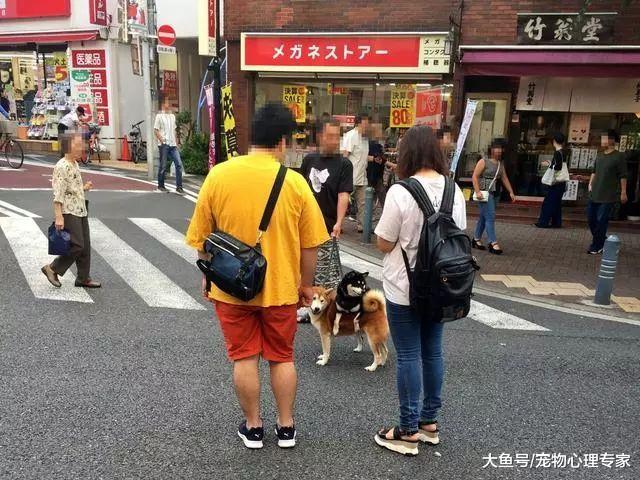 主人养了两只柴犬，带它们出门遛弯，结果散步姿势遭围观