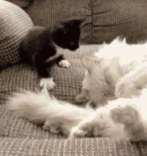 带了二喵回家，结果大喵被气病了！这些准备你做足了吗？