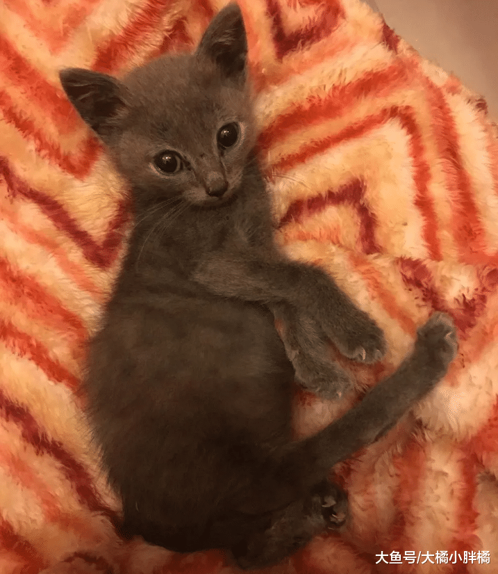 蓝猫长了一对“小虎牙”，却因残疾而被抛弃，好几位路人遗憾离去