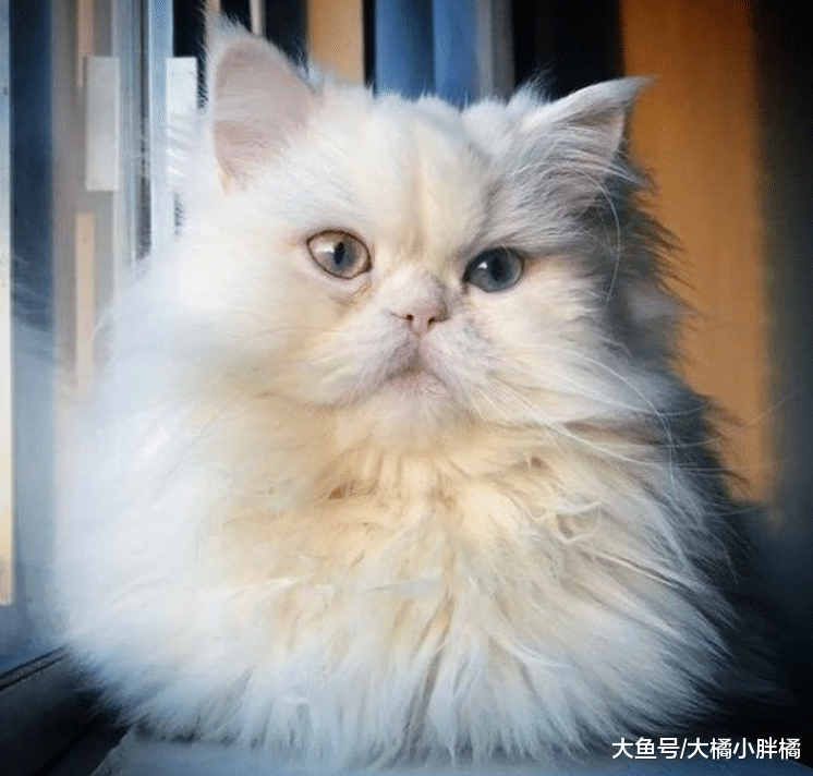 白猫将被安乐死，只因它不会喵叫，救过它一次的兽医却不忍心下手