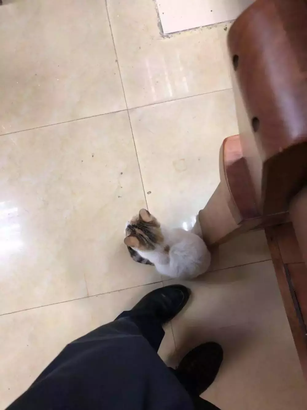 交配季節后，三花貓大鬧警局引得無數公貓爭風吃醋