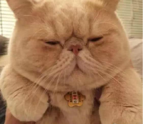 自从橘猫把吊床坐断了，修好之后一直用手抓着：摔出阴影了！