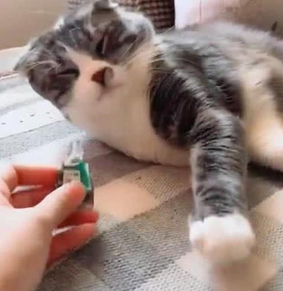 主人趁猫咪熟睡时给它闻风油精, 猫咪一脸懵逼: 哇! 这味道真酸爽