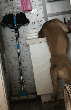 金毛半夜溜进冰柜里面，被主人发现后一脸呆滞，汪：你怎么来了？