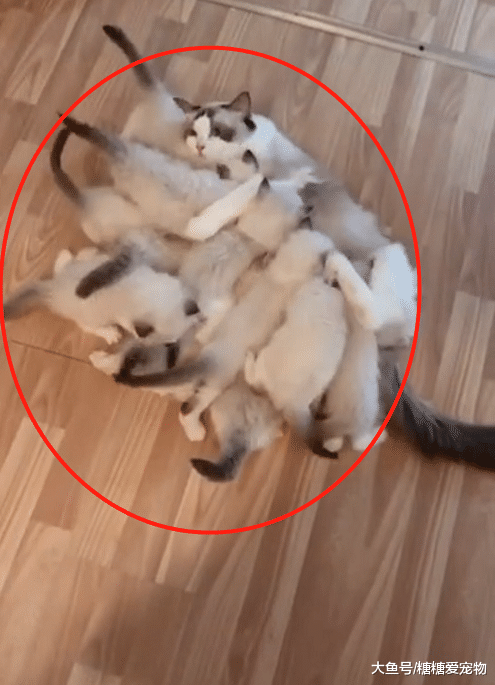 布偶妈妈被小奶猫们包围，一脸绝望，网友：都是RMB，半套房子
