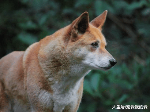 隐秘郊区发现 “古老动物”，专家：难以置信，它早已绝迹良久