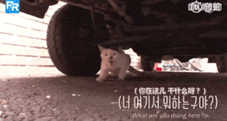 流浪猫为保护宝宝钻在车底，不敢离开小猫，长期憋尿导致身体异常