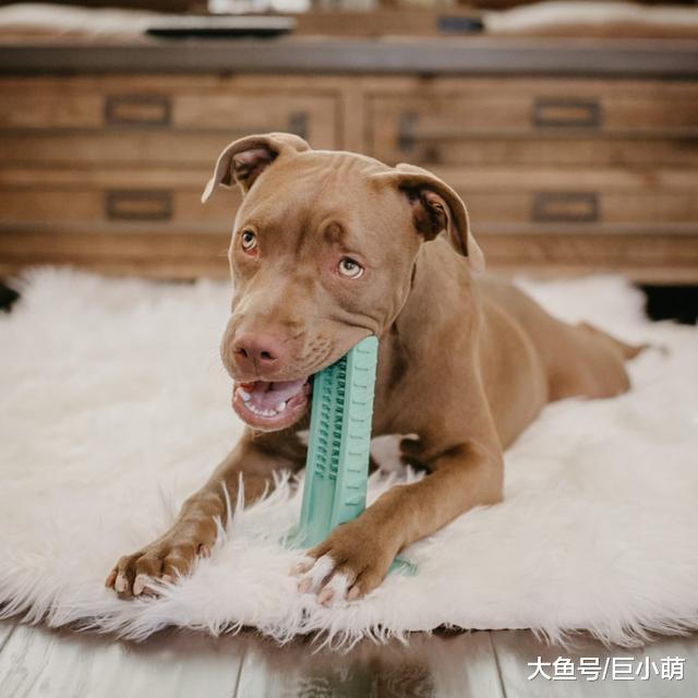 狗狗想亲主人，张嘴一股口臭差点把人熏倒，快捷处理方式--＂刷牙＂