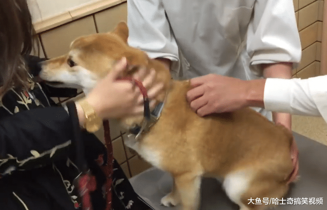 柴犬生病打针，因为太紧张咬了主人手掌，宠主：像个孩子