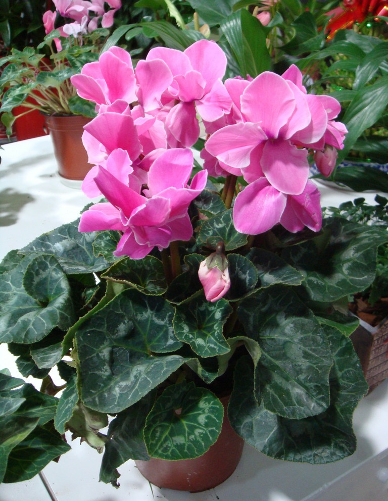 仙客来不开花的原因有哪些，知道这些养护方法就行了