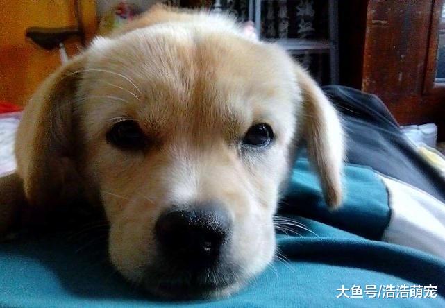 狗狗向你求救，它会有这5种表现，很多宠主却不当回事