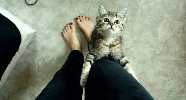 喵星人拒绝主人亲近，全身每一根毛都散发着：莫挨老子