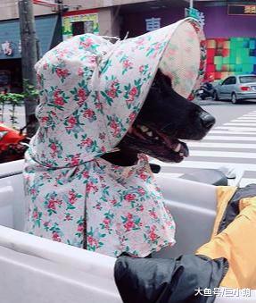 误以为老伯带老伴出门，定睛一看，原来待在后座的是一只狗狗
