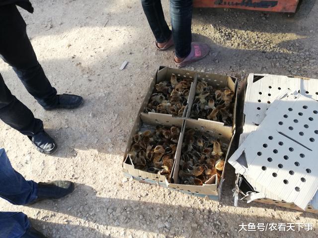 小鸡仔价格实惠, 买主10元拿4只, 称“买给孩子过生日! ”