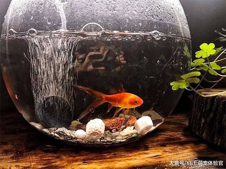 鱼友入门：从检测酸碱度到调酸技巧