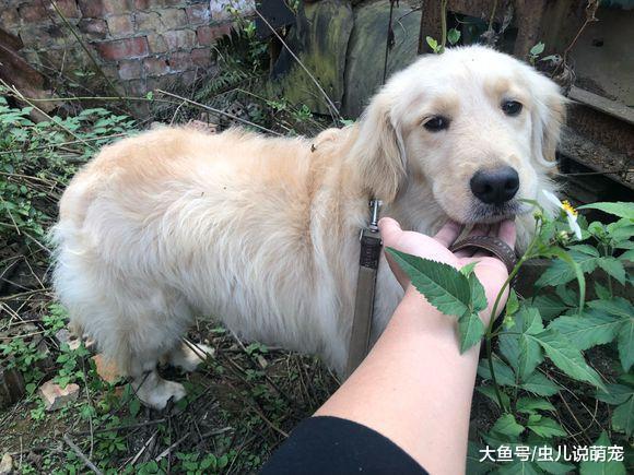 网友带金毛出去玩，它看到花了就不走，网友：内心有公举！
