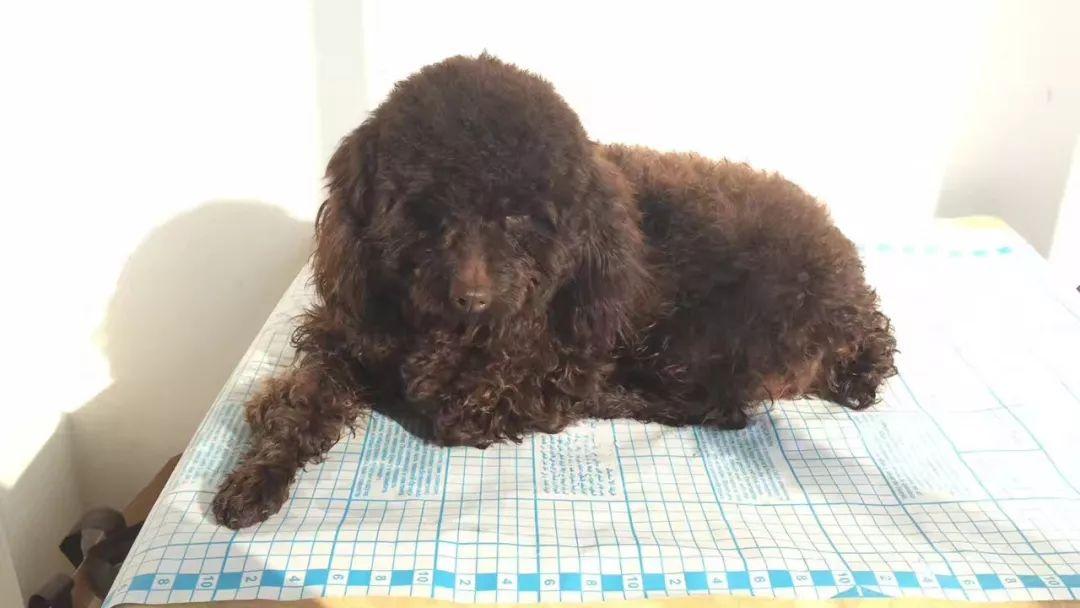 四川省甘孜藏族自治州318国道理塘尼禾乡3154电子测速处寻找咖啡色母泰迪