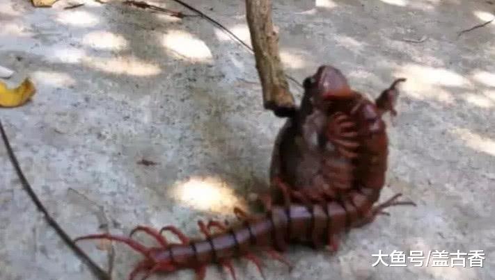 男子公园遛弯，草丛突然传出异响，挑开杂草发现惊悚一幕！