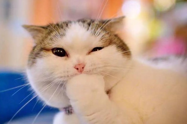 如何为猫咪做驱虫？一份全面的, 猫咪驱虫攻略!