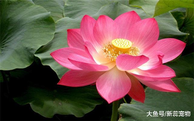 恭喜3大生肖，9月喜上加喜，桃花财运双丰收，日子美满幸福