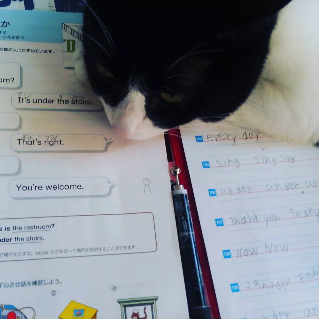 读书和学习是人类进步的阶梯，猫说：那倒也未必