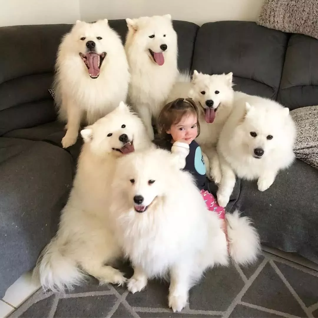 这才是白雪公主吧，女孩和7只萨摩耶一起长大！