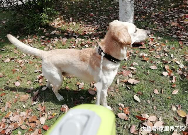 为什么有人觉得和狗相处，比和人相处要安全？