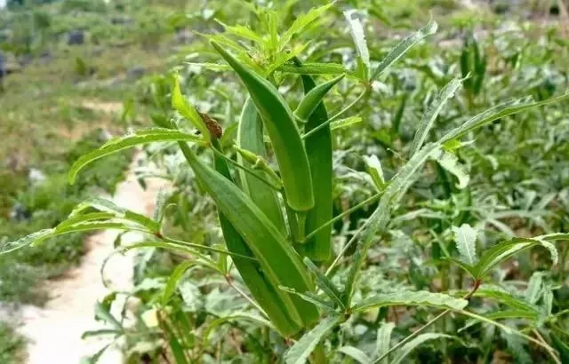 你还在吃“秋葵”吗？都看看吧！