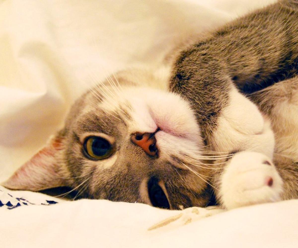 猫咪便秘肠胃不好, 这些知识你知道吗?