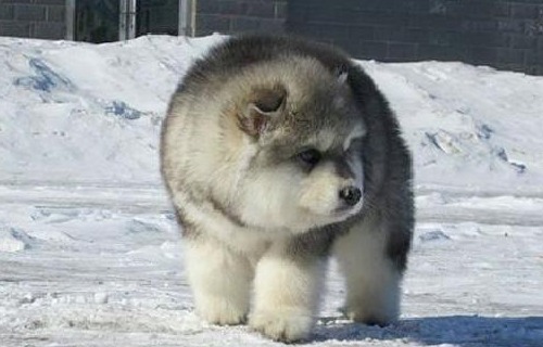 出差时把狗狗交给老妈养，回家时看到一只”北极熊“